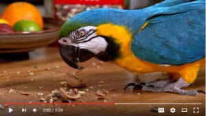 Ways to provide enrichment for your pet bird