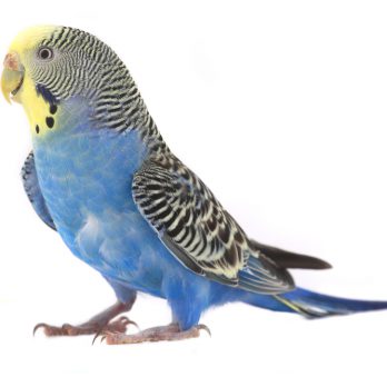 budgie2
