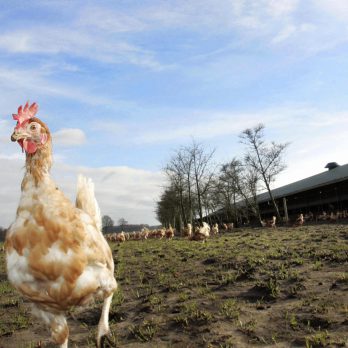 Avian Flu