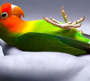 Love Your Pet Bird